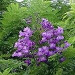 Jacaranda obtusifolia Folha