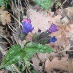 Pulmonaria longifoliaFlower