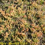 Salicornia perennis Агульны выгляд