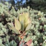 Arctostaphylos columbiana ᱥᱟᱠᱟᱢ