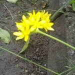Allium moly Fleur