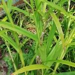 Scleria gaertneri Leaf