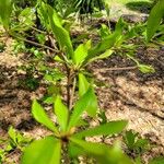 Quercus laurifolia Blad