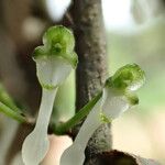 Solenangis clavata Flower