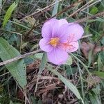 Colchicum autumnale Fleur