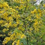 Laburnum anagyroides Συνήθη χαρακτηριστικά