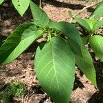 Brugmansia suaveolens Lehti