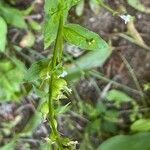 Lobelia inflata Leaf