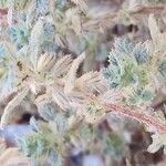 Forsskaolea tenacissima Fruit