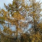 Larix decidua অভ্যাস