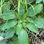 Alstroemeria psittacina 葉