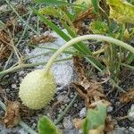 Cucumis anguria Fruit