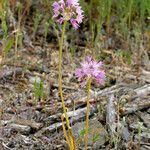 Allium bisceptrum Flor