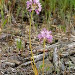 Allium bisceptrum Floro