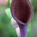 Aristolochia baetica Kvet