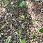 Smilax rotundifolia Habit