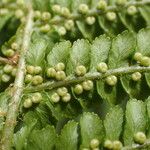 Dryopteris oreades पत्ता