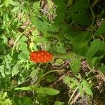 Arum cylindraceumFruit