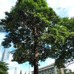 Alstonia scholaris Habit