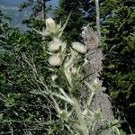 Cirsium hookerianum Tervik taim