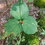 Trillium undulatum برگ