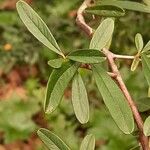 Pyracantha koidzumii Blatt