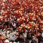 Sedum andegavense Çiçek