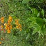 Primula bulleyana ফুল