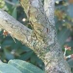 Osmanthus decorus Rinde