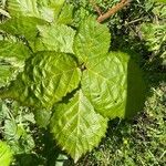 Rubus nemorosus Leaf