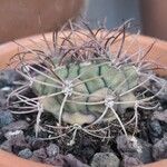 Gymnocalycium pflanzii Hoja