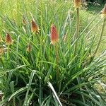 Kniphofia uvaria Habitus