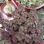 Sedum spurium Blad