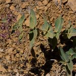 Asclepias cordifolia Alkat (teljes növény)