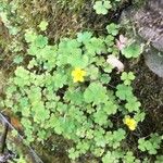 Oxalis exilis पत्ता