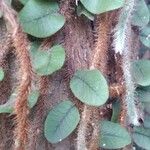 Microgramma vacciniifolia Ліст