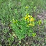 Hypericum perfoliatumFloro