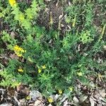 Cytisus nigricans Habit