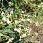 Ageratina riparia Kukka
