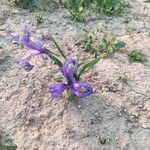 Iris planifolia 花