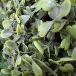 Polycarpon polycarpoides Likasa