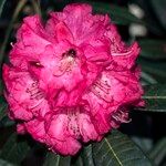 Rhododendron delavayi Çiçek