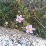 Spergularia rupicola Blomma