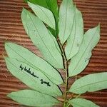 Hylodendron gabunense Hoja