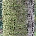 Abies numidica Bark