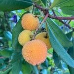 Arbutus andrachne फल