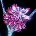 Eriogonum truncatum Flower