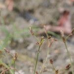 Fimbristylis autumnalis