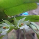Calyptrochilum christyanum Flor