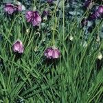 Allium narcissiflorum Hábito